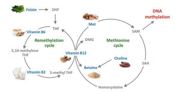 methylering cyclus