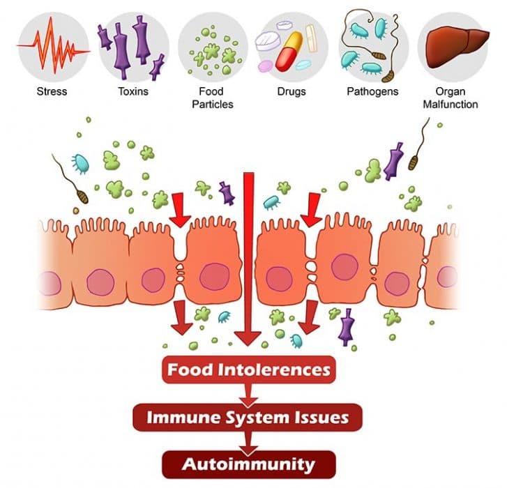 lekkende darm of leaky gut