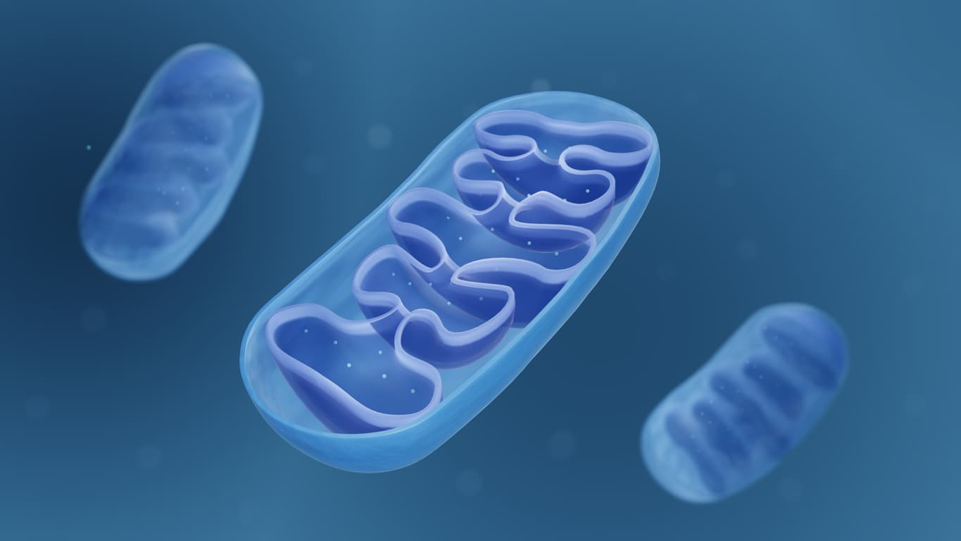 mitochondriën