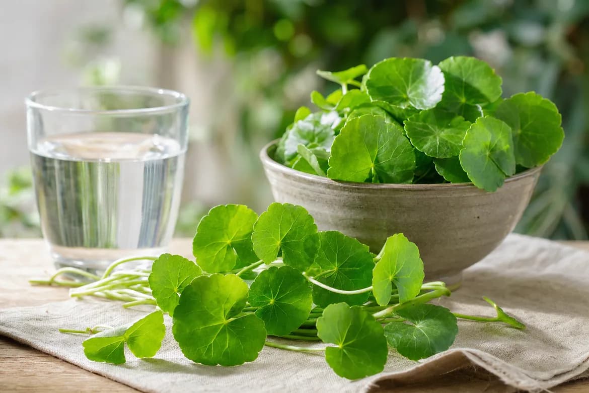 Houten kom met verse Centella asiatica-bladeren naast een flesje extract, capsules en een vijzel